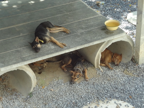Dogs at the Animal Welfare Koh Lanta