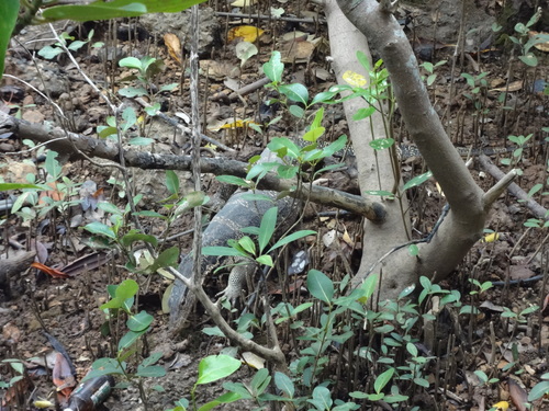 lizard at krabi pier