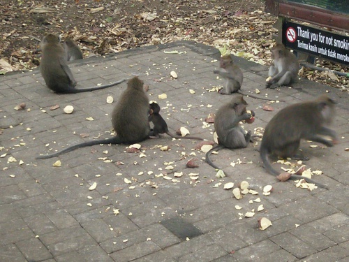 Monkey in the Monkey Forest Ubud Monkey in the Monkey Forest Ubud